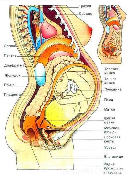 Смещение органов брюшной полости при беременности