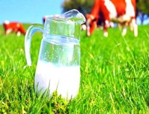 Пить молоко при беременности: польза и вред